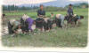 Rice Plantation  Nepal